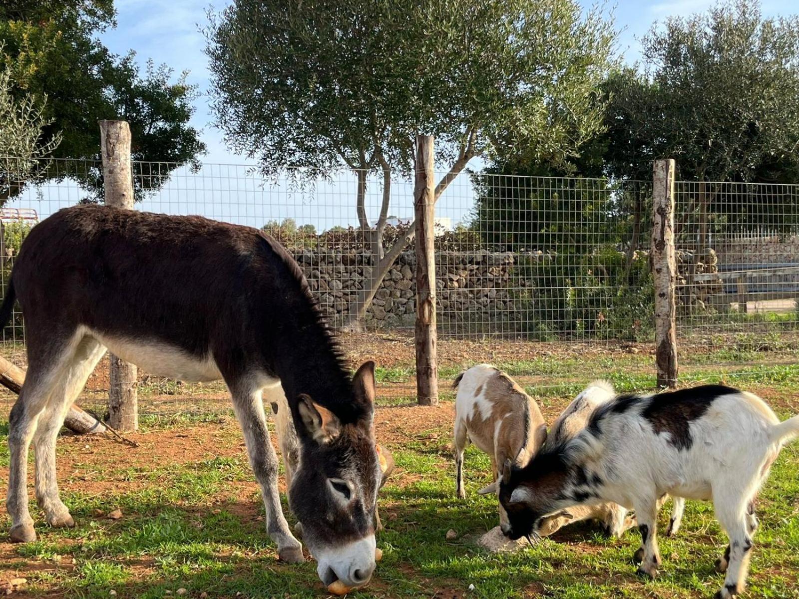 Masseria Scaledda Manduria Eksteriør billede